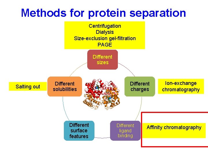 Methods for protein separation Centrifugation Dialysis Size-exclusion gel-filtration PAGE Different sizes Salting out Different