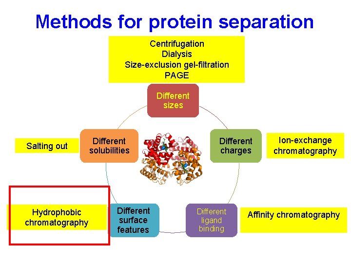 Methods for protein separation Centrifugation Dialysis Size-exclusion gel-filtration PAGE Different sizes Salting out Hydrophobic