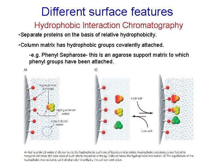 Different surface features Hydrophobic Interaction Chromatography • Separate proteins on the basis of relative