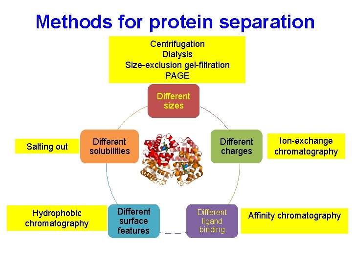 Methods for protein separation Centrifugation Dialysis Size-exclusion gel-filtration PAGE Different sizes Salting out Hydrophobic