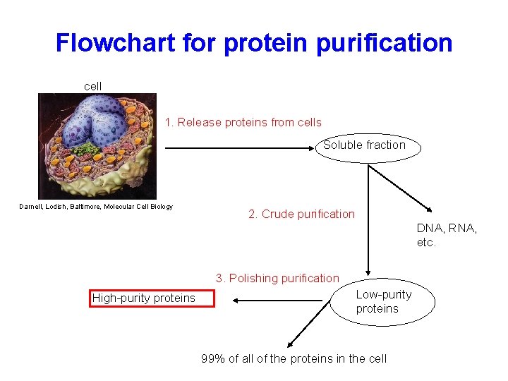 Flowchart for protein purification cell 1. Release proteins from cells Soluble fraction Darnell, Lodish,