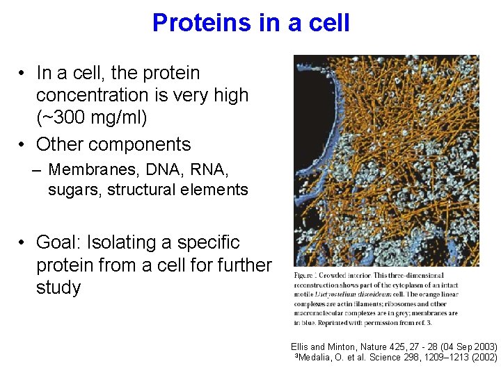 Proteins in a cell • In a cell, the protein concentration is very high