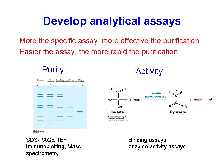 Develop analytical assays More the specific assay, more effective the purification Easier the assay,