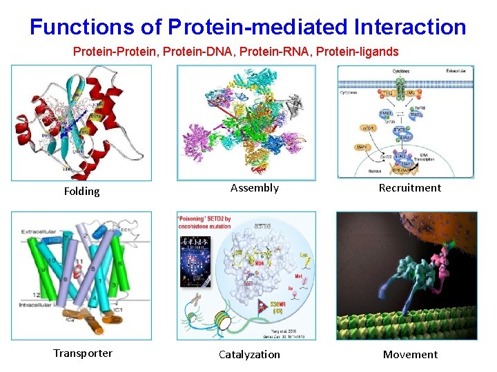 Functions of Protein-mediated Interaction Protein-Protein, Protein-DNA, Protein-RNA, Protein-ligands Folding Transporter Assembly Recruitment Catalyzation Movement