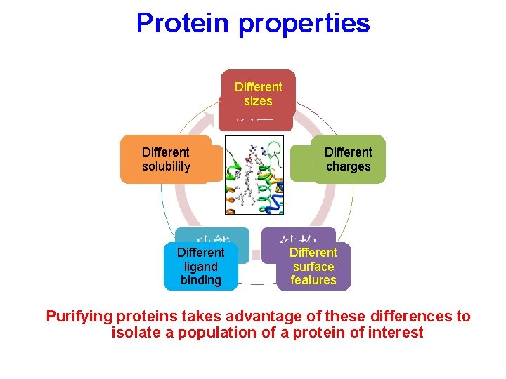 Protein properties Different sizes Different solubility Different ligand binding Different charges Different surface features