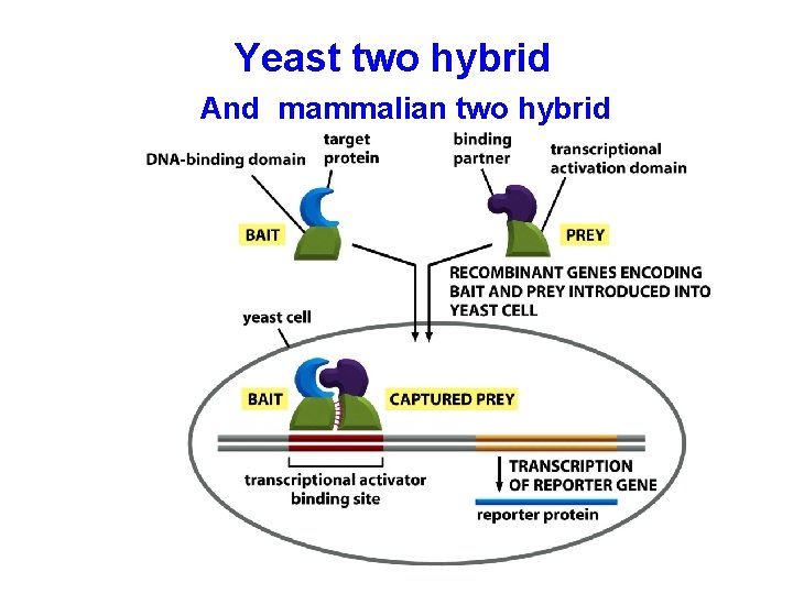 Yeast two hybrid And mammalian two hybrid 