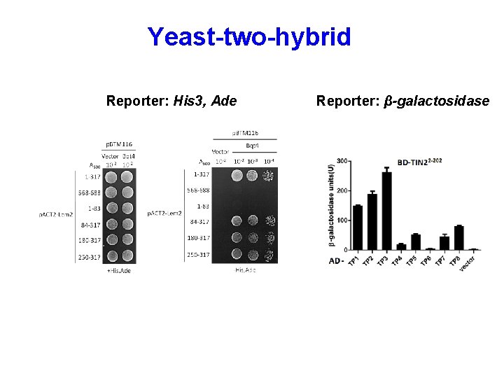 Yeast-two-hybrid Reporter: His 3, Ade Reporter: β-galactosidase 