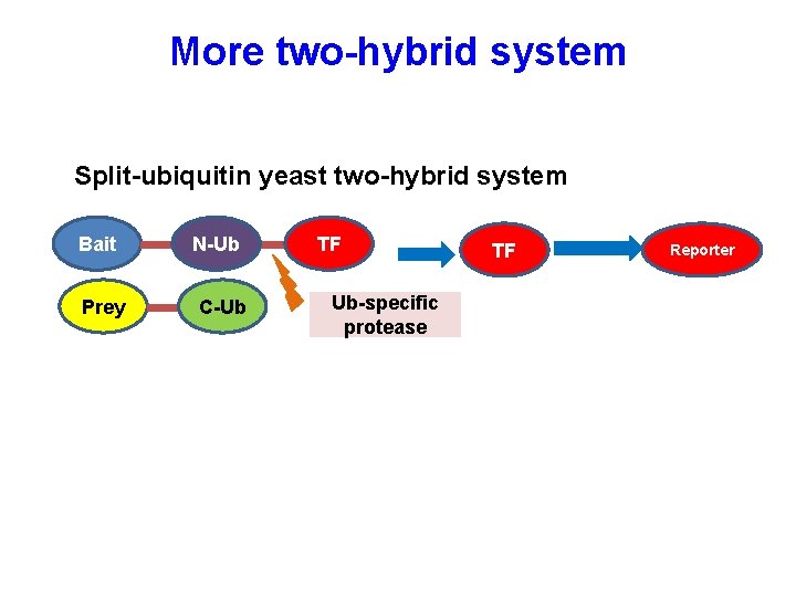 More two-hybrid system Split-ubiquitin yeast two-hybrid system Bait Prey N-Ub C-Ub TF Ub-specific protease