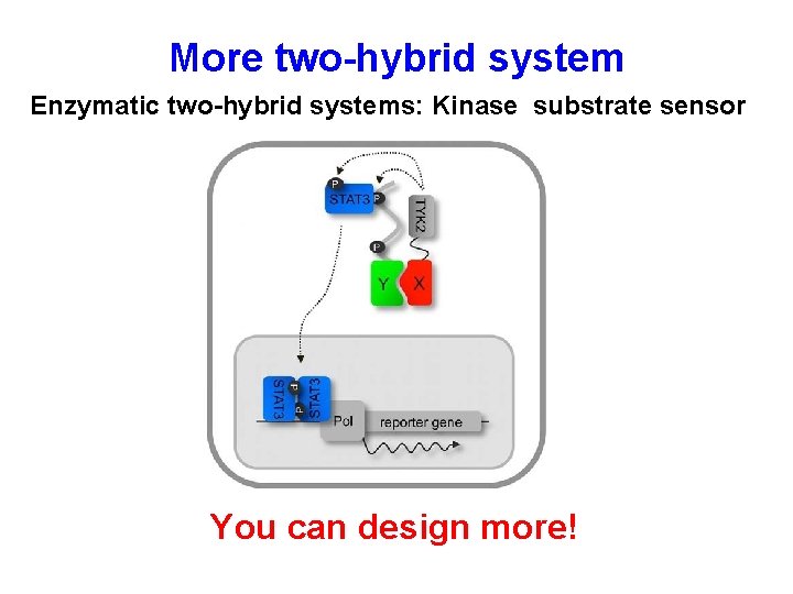 More two-hybrid system Enzymatic two-hybrid systems: Kinase substrate sensor You can design more! 