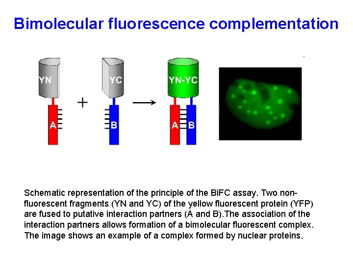 Bimolecular fluorescence complementation Schematic representation of the principle of the Bi. FC assay. Two