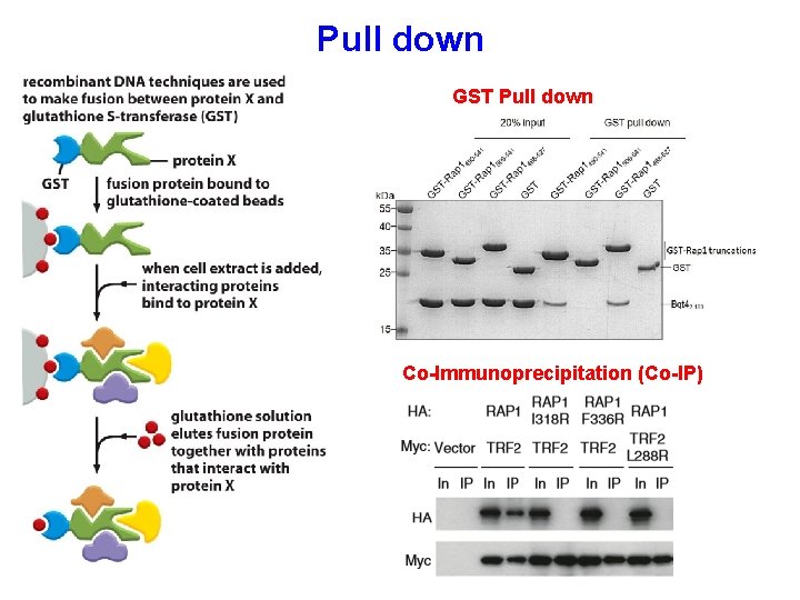 Pull down GST Pull down Co-Immunoprecipitation (Co-IP) 