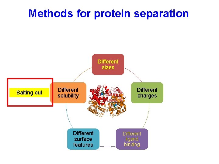 Methods for protein separation Different sizes Salting out Different solubility Different surface features Different