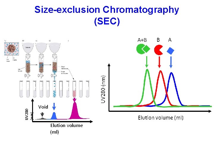 UV 280 (nm) Size-exclusion Chromatography (SEC) Void Elution volume (ml) 