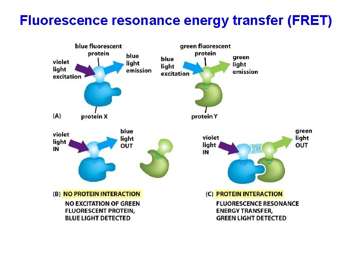 Fluorescence resonance energy transfer (FRET) 