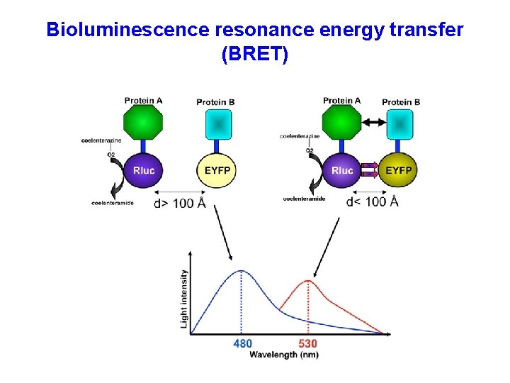 Bioluminescence resonance energy transfer (BRET) 