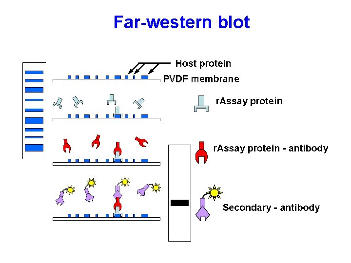 Far-western blot 