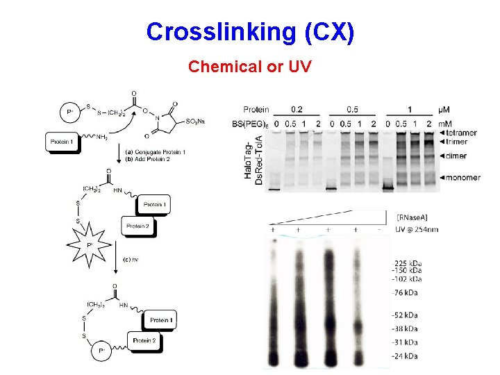 Crosslinking (CX) Chemical or UV 