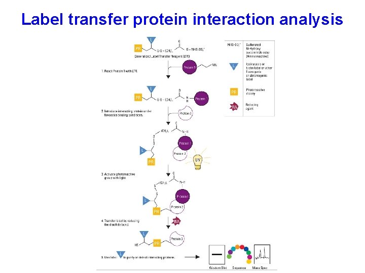 Label transfer protein interaction analysis 