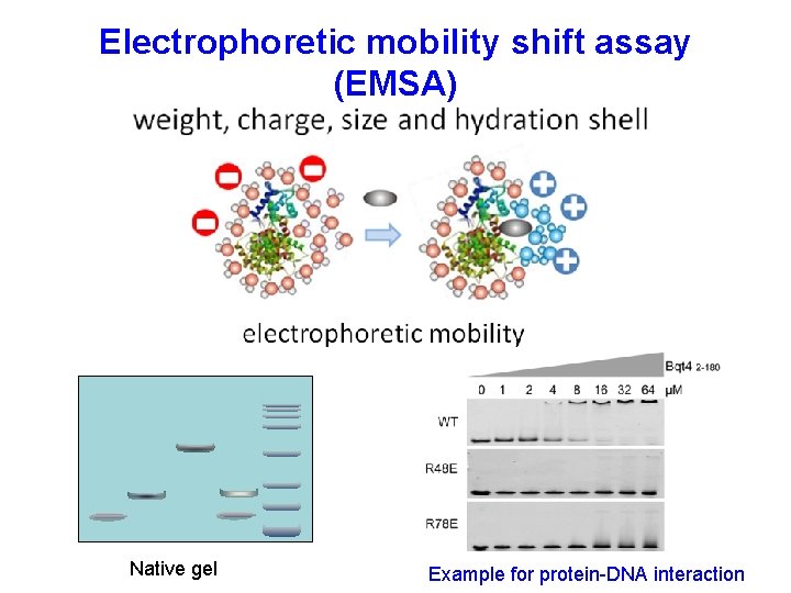 Electrophoretic mobility shift assay (EMSA) Native gel Example for protein-DNA interaction 