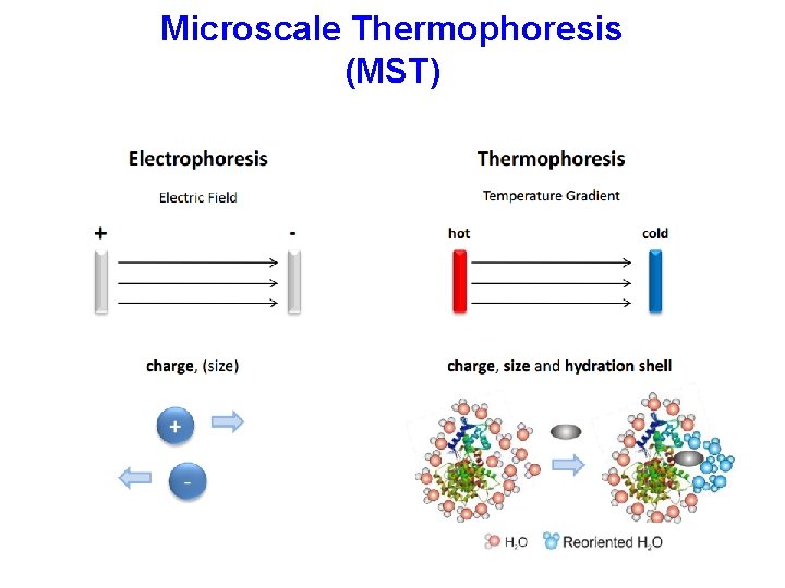 Microscale Thermophoresis (MST) 