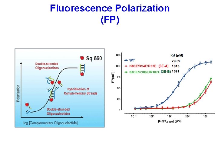 Fluorescence Polarization (FP) 