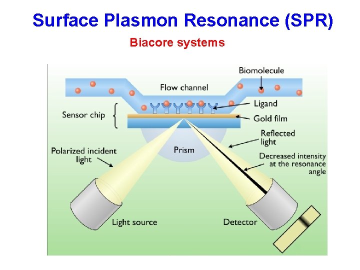  Surface Plasmon Resonance (SPR) Biacore systems 