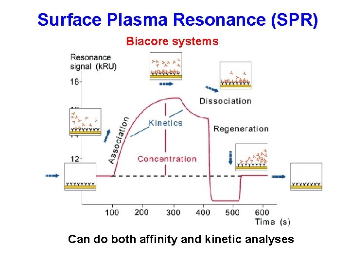  Surface Plasma Resonance (SPR) Biacore systems Can do both affinity and kinetic analyses