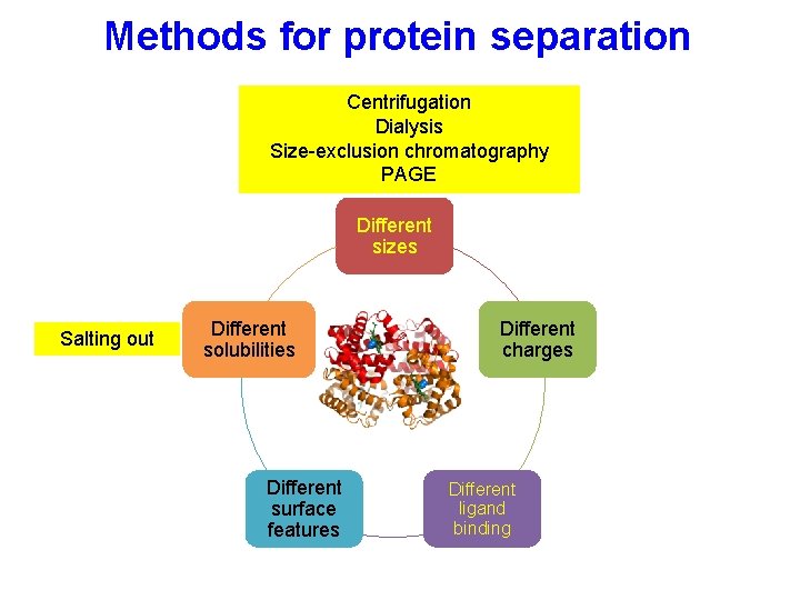 Methods for protein separation Centrifugation Dialysis Size-exclusion chromatography PAGE Different sizes Salting out Different