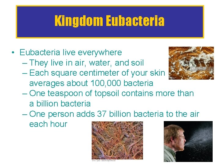 Kingdom Eubacteria • Eubacteria live everywhere – They live in air, water, and soil
