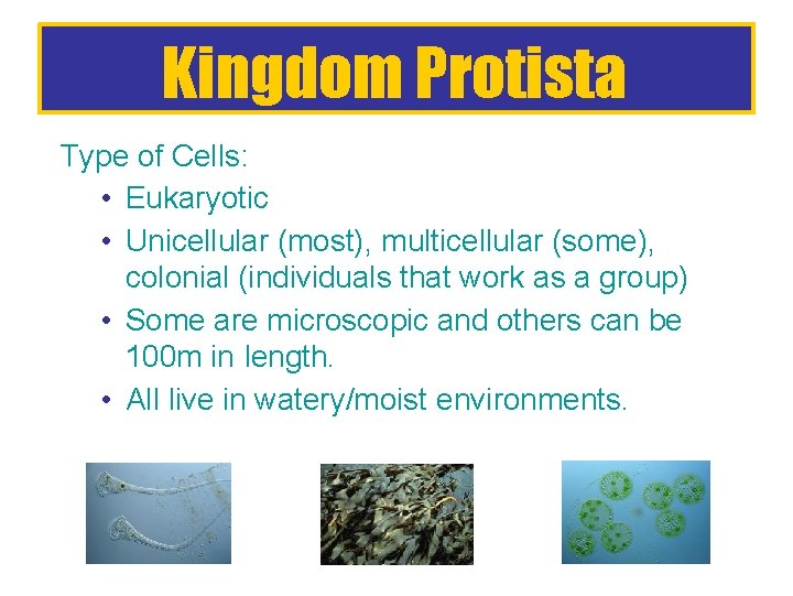 Kingdom Protista Type of Cells: • Eukaryotic • Unicellular (most), multicellular (some), colonial (individuals