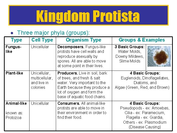 Kingdom Protista Three major phyla (groups): Type Cell Type Organism Type Groups & Examples