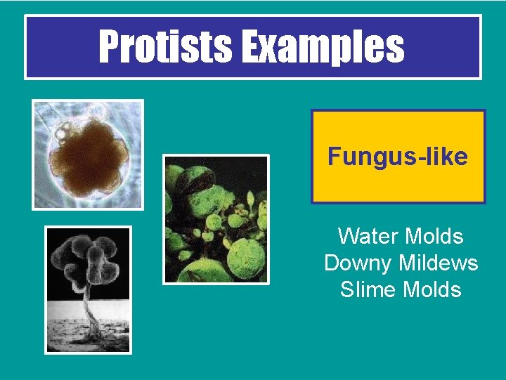 Protists Examples Fungus-like Water Molds Downy Mildews Slime Molds 