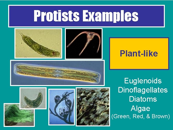 Protists Examples Plant-like Euglenoids Dinoflagellates Diatoms Algae (Green, Red, & Brown) 