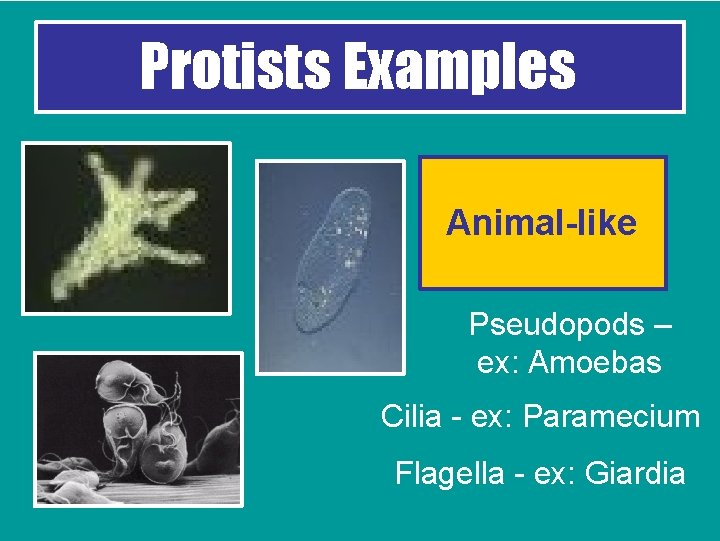 Protists Examples Animal-like Pseudopods – ex: Amoebas Cilia - ex: Paramecium Flagella - ex: