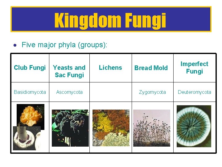 Kingdom Fungi Five major phyla (groups): Club Fungi Yeasts and Sac Fungi Basidiomycota Ascomycota