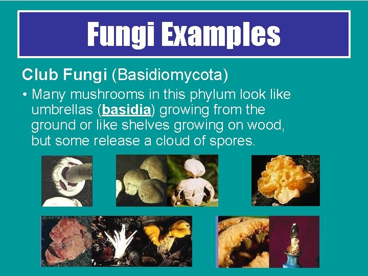 Fungi Examples Club Fungi (Basidiomycota) • Many mushrooms in this phylum look like umbrellas