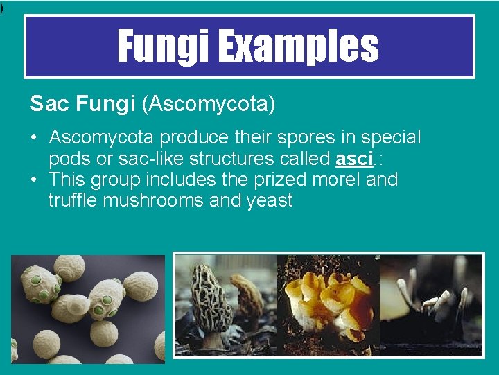 ) Fungi Examples Sac Fungi (Ascomycota) • Ascomycota produce their spores in special pods