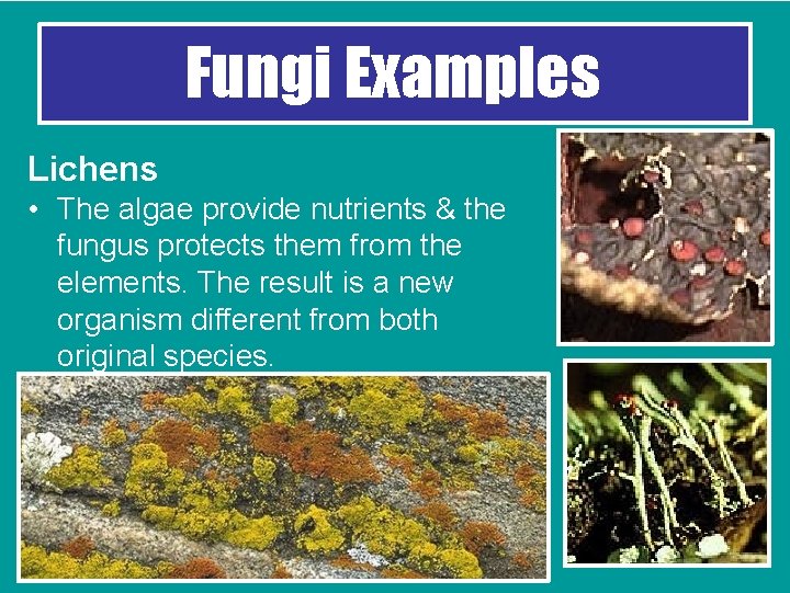 Fungi Examples Lichens • The algae provide nutrients & the fungus protects them from