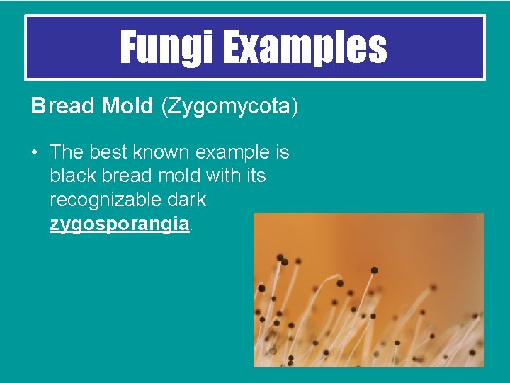 Fungi Examples Bread Mold (Zygomycota) • The best known example is black bread mold
