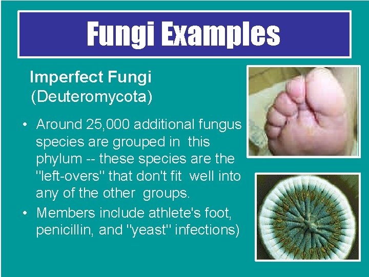 Fungi Examples Imperfect Fungi (Deuteromycota) • Around 25, 000 additional fungus species are grouped