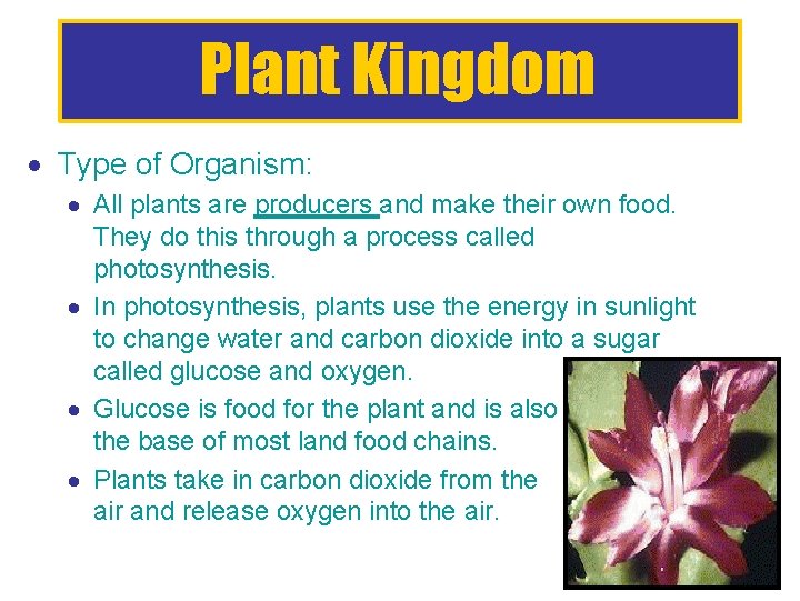 Plant Kingdom Type of Organism: All plants are producers and make their own food.