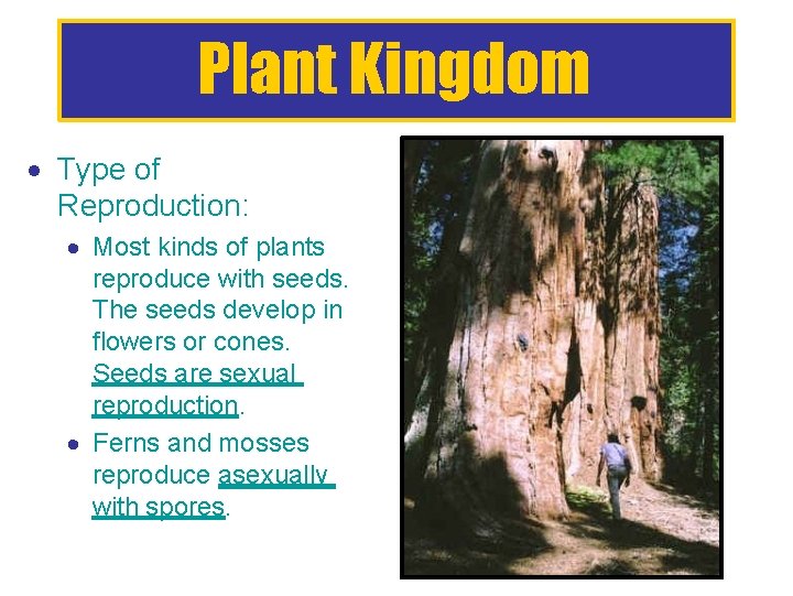 Plant Kingdom Type of Reproduction: Most kinds of plants reproduce with seeds. The seeds