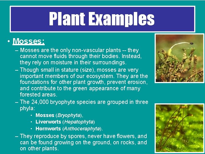 Plant Examples • Mosses: – Mosses are the only non-vascular plants -- they cannot