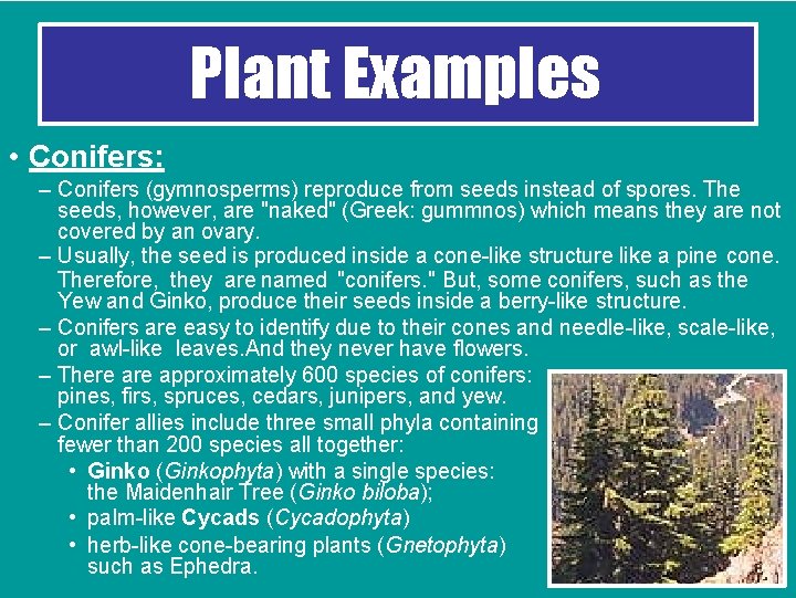 Plant Examples • Conifers: – Conifers (gymnosperms) reproduce from seeds instead of spores. The