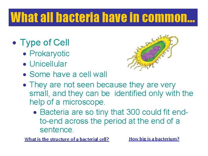 What all bacteria have in common… Type of Cell Prokaryotic Unicellular Some have a