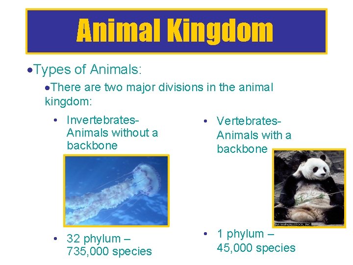 Animal Kingdom Types of Animals: There are two major divisions in the animal kingdom: