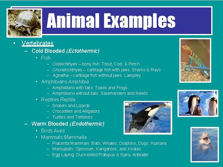 Animal Examples • Vertebrates – Cold Blooded (Ectothermic) • Fish – Osteichthyes – bony