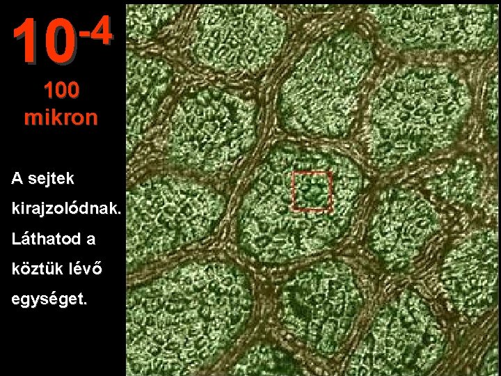 -4 10 100 mikron A sejtek kirajzolódnak. Láthatod a köztük lévő egységet. 