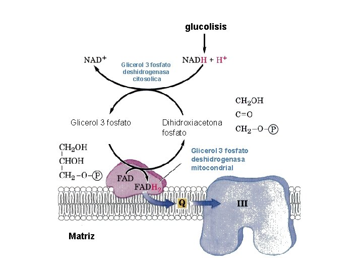 glucolisis Glicerol 3 fosfato deshidrogenasa citosolica Glicerol 3 fosfato Dihidroxiacetona fosfato Glicerol 3 fosfato
