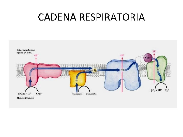 CADENA RESPIRATORIA 